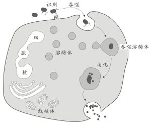 除甲醛最有效的方法及优劣